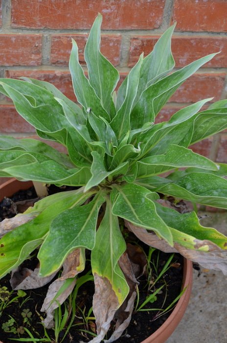 Echium simplex